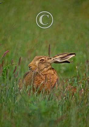 Brown Hare DM1186